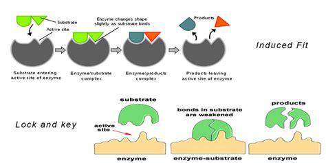 Enzyme Structure And Function