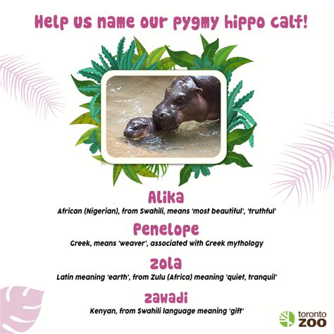 Pygmy Hippo - ZooBorns