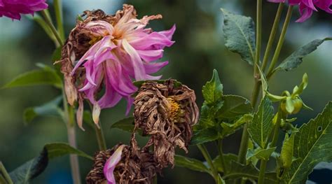 11 Dahlia Diseases: How to Identify, Prevent, and Treat Them