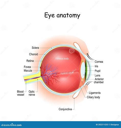 Eye Anatomy. Cross Section of Eyeball, Eyelids, and Optic Nerve Stock ...