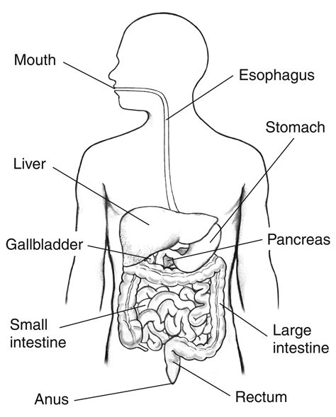 Human Digestive System Drawing at GetDrawings | Free download