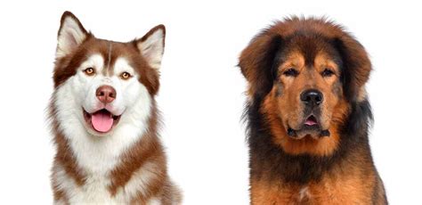 Husky Tibetan Mastiff Mix Traits and Care