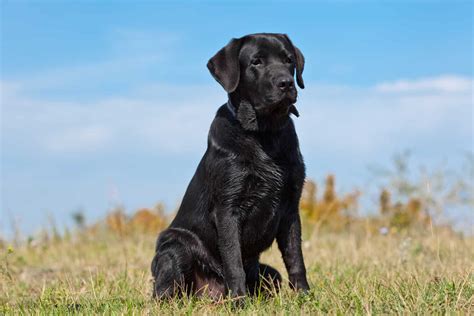 Labrador Retriever Colors: The Standard & Rare Lab Coat Colors - K9 Web