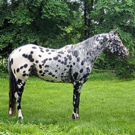 Appaloosa Stallion Directory for Minnesota