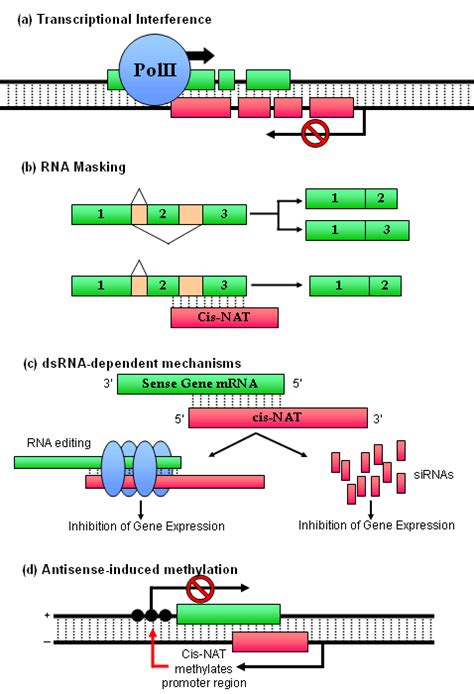 Cis-natural antisense transcript | McManus Lab