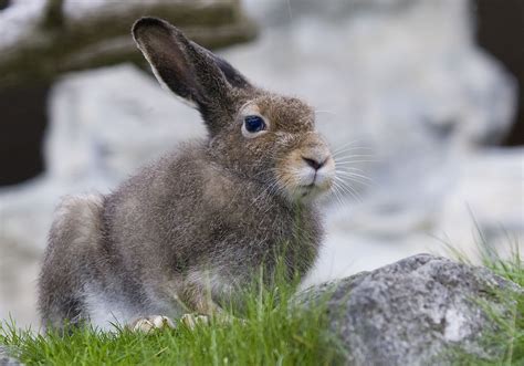 Lagomorpha – Hasenartige – lagomorphs | focusnatura