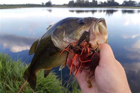 Best Largemouth Bass Lures and How To Use Them