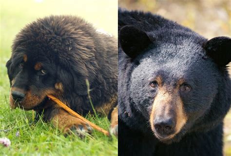 Are Dogs And Bears From The Same Family