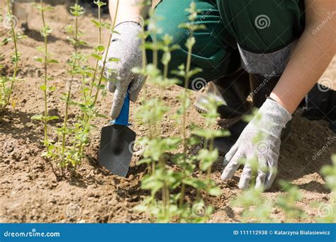 Softening the Soil To Plant New Flowers Stock Photo - Image of ground, gardening: 111112938