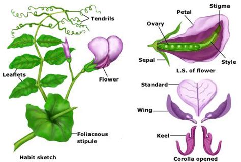 Differences between algae and fungi – Overall Science