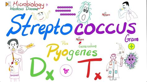 Streptococcus Pyogenes Diagnosis and Treatment | Microbiology 🧫 & Infectious Diseases 🦠 - YouTube