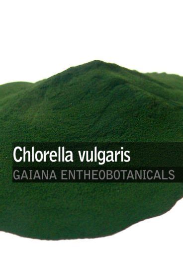 Chlorella vulgaris | Gaiana