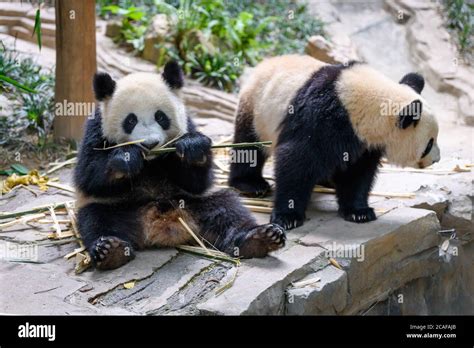 Two cute giant pandas playing together Stock Photo - Alamy