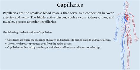 What are the Three Types of Blood Vessels and Their Functions? - First ...