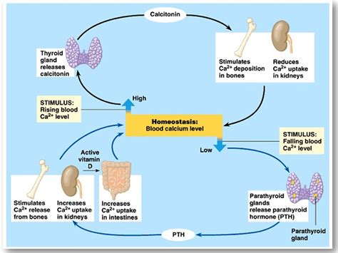 [DIAGRAM] Sugar Homeostasis Diagram - MYDIAGRAM.ONLINE