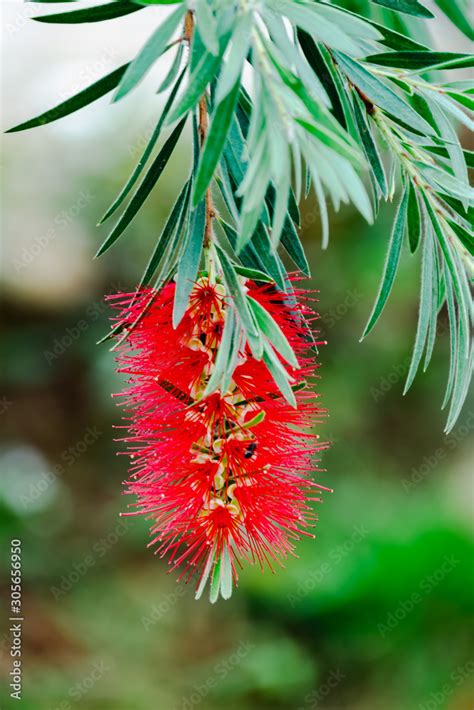 Callistemon citrinus, Melaleuca citrina, crimson plant, bottlebrush plant. blooming on tree on ...