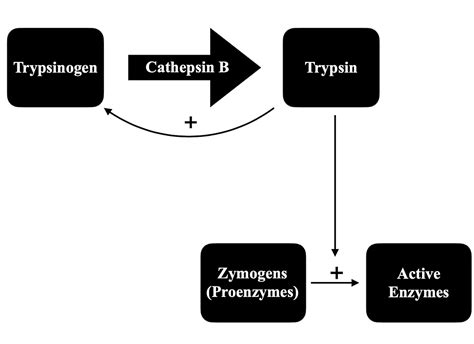 Role of SCO-792, A Novel Enteropeptidase Inhibitor, In the Prevention of Post-Endoscopic ...