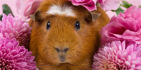 Guinea Pig Breeds List - Complete Guide of All Guinea Pig Breeds