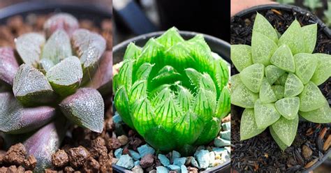 20 Types of Haworthia For Small Spaces! | Balcony Garden Web