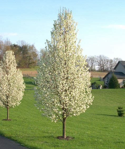 Cleveland Select (Chanticleer), Pyrus Calleryana - ornamental flowering pear | Trees for front yard