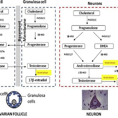 Brain Aromatase and Estrogen Expression in AD | Download Scientific Diagram