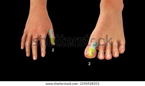 Human Pollex Hallux Bone Anatomy 3d 库存插图 2196928353 | Shutterstock