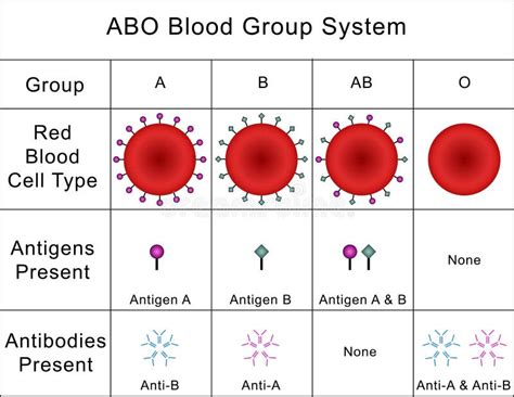 ABO Blood Group System stock photo. Illustration of chart - 36572498