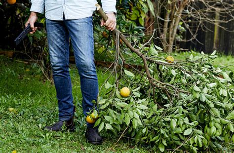 What’s the best way to prune citrus? - Gardening Australia