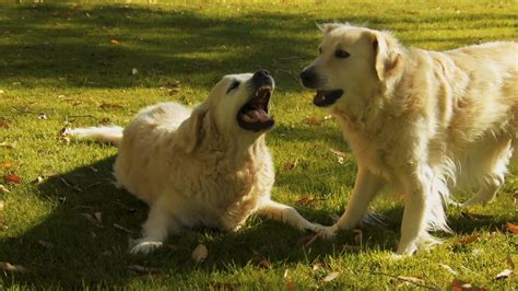 Young Golden Retriever pups playing on the grass 1627436 Stock Video at Vecteezy