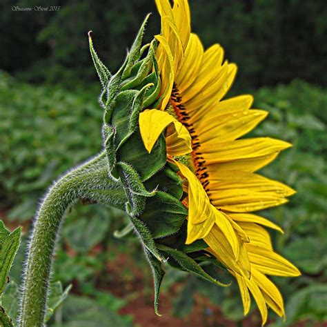 Sunflower Profile Photograph by Suzanne Stout