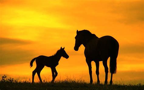 Wild Horses Sunset Wide • dodskypict HD wallpaper | Pxfuel