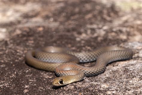 Yellow faced whip snake - BrisBay SnakeCatchers - Brisbane