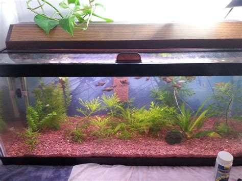 My planted fry/small fish tank : Aquariums