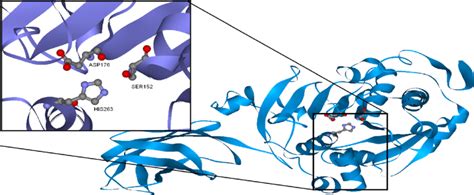 3D structure of the pancreatic lipase showing the active site and the... | Download Scientific ...