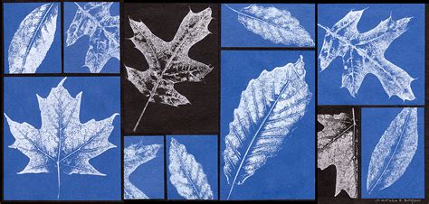 Leaf Texture Collage - Dayton Art Institute