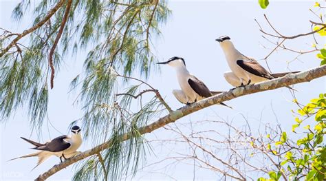 Wildlife Habitat Port Douglas Ticket Cairns, Australia