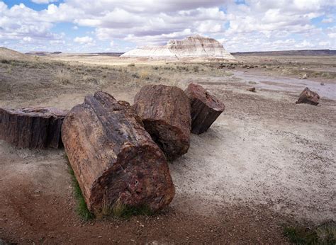 One Day in Petrified Forest National Park: A Complete Guide — Uprooted Traveler