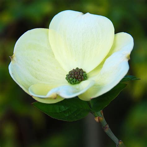 Cornus nuttallii 'Eddies White Wonder'