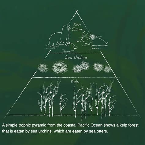 Exploring Trophic Cascades | Keystone species, Forest ecosystem, Cascade