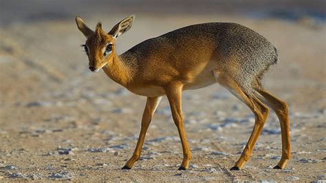 Dik-dik: The Tiny Antelope With the Embarrassing Name | HowStuffWorks