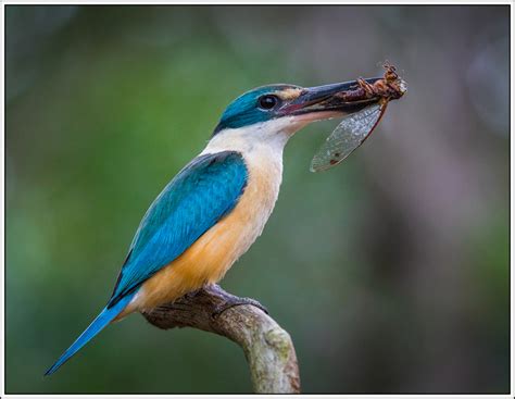 Sacred kingfisher is nesting | BIRDS in BACKYARDS