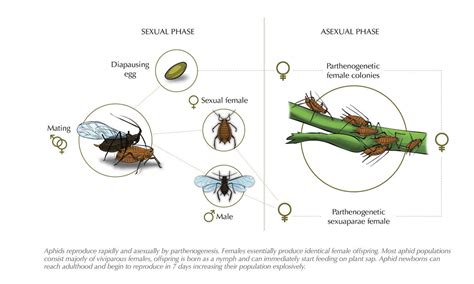 Aphid Life Cycle