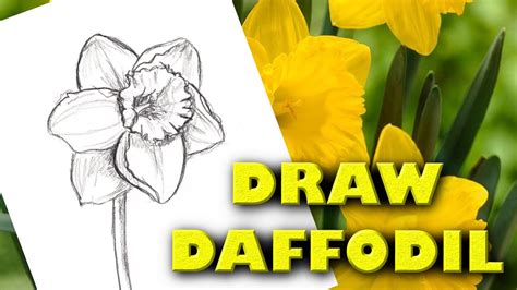 Daffodil Flower Drawing Easy | Best Flower Site