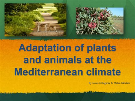 Adaptation of plants and animals at the Mediterranean