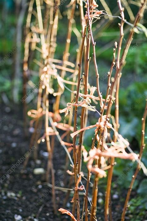 Raspberry canes - Stock Image - B834/3041 - Science Photo Library