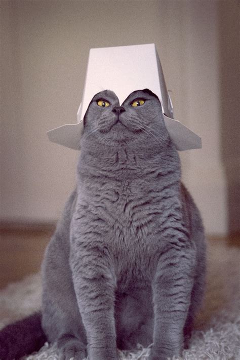 A cat with a hat : r/funny