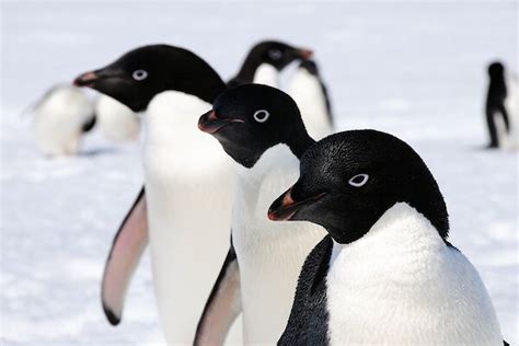 Antarctic animals – Australian Antarctic Program