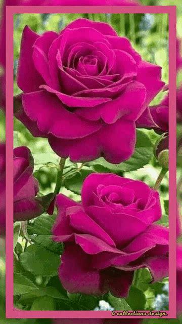 Discover 71+ rose flower gif wallpaper - songngunhatanh.edu.vn
