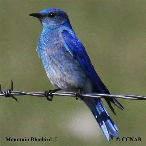 Collection 91+ Pictures Blue Bird With A Black Head Superb
