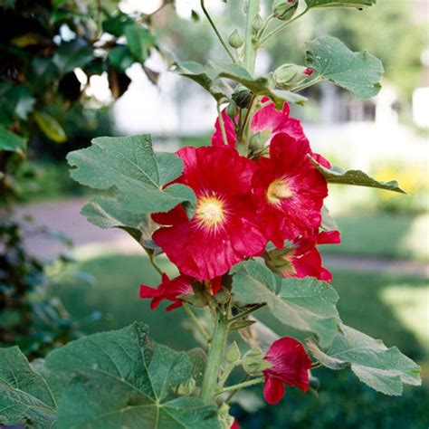 Hollyhock Flower Seeds